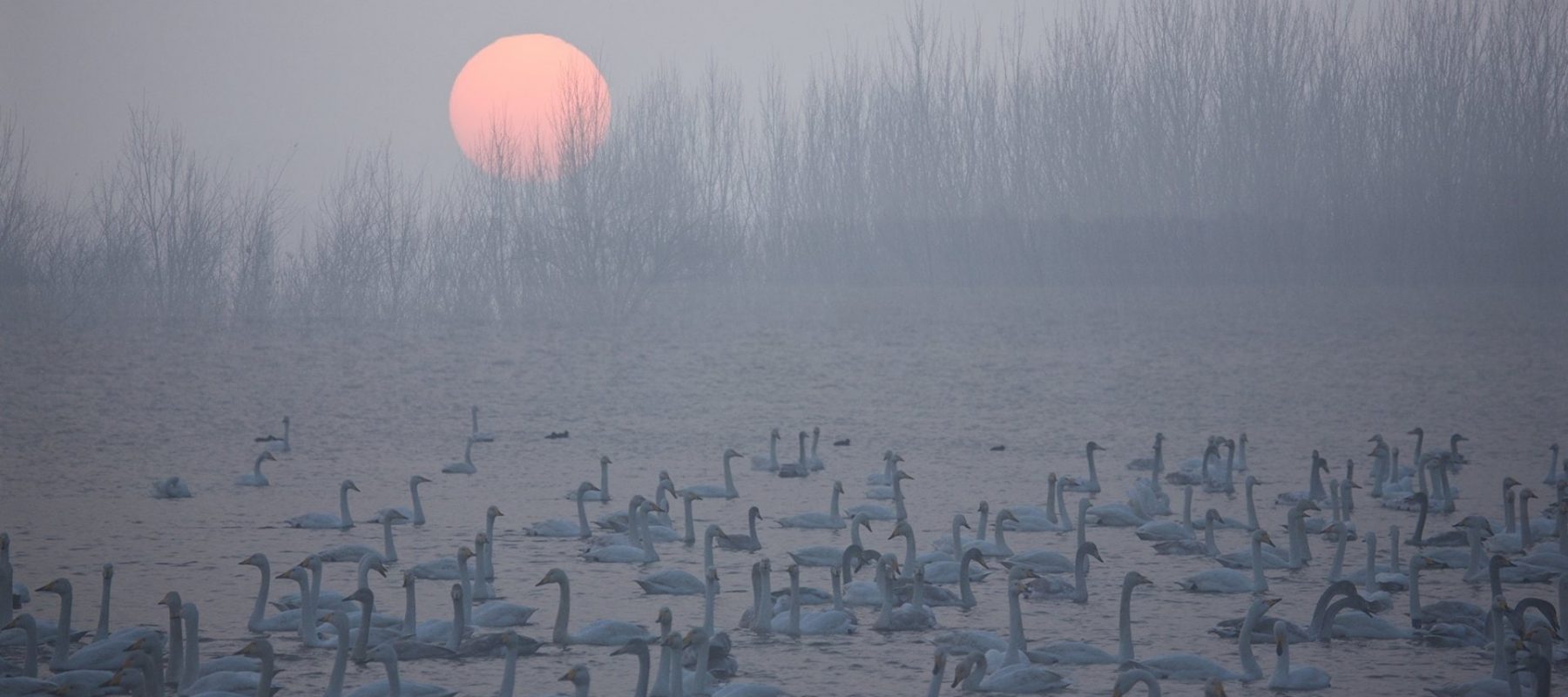 Flock Of Birds, Lake, Sunset